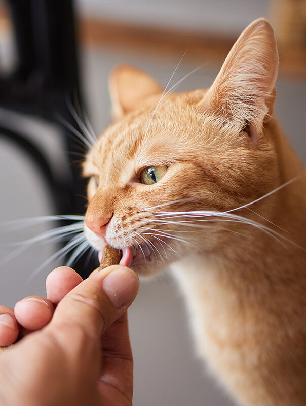 hand feeding a treat to a cat